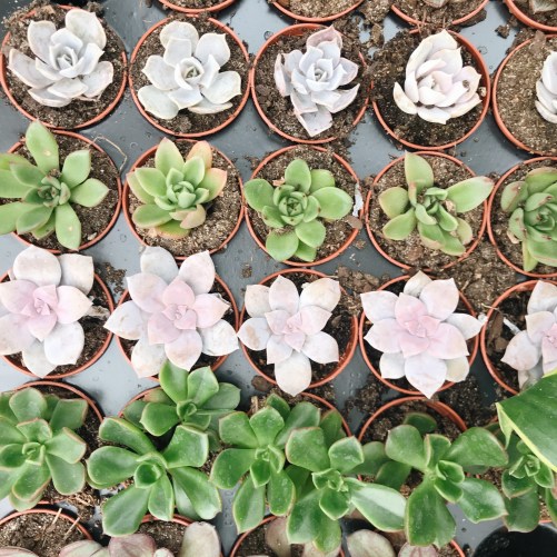 Processed with VSCO with a6 preset